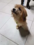Chiquinho