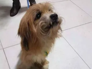 Cachorro raça SRD idade 6 ou mais anos nome Chiquinho