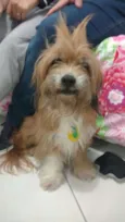 Chiquinho