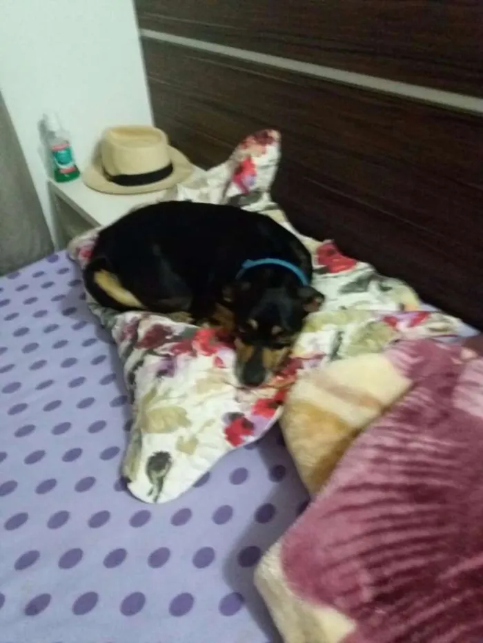 Cachorro ra a Vira lata  idade 2 anos nome Preta 