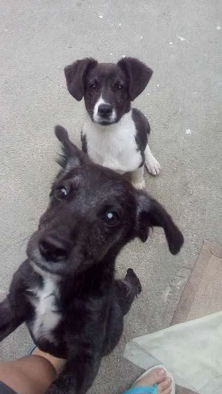 Cachorro raça vira lata idade 2 a 6 meses nome Zeus