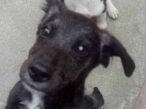 Cachorro raça vira lata idade 2 a 6 meses nome Zeus