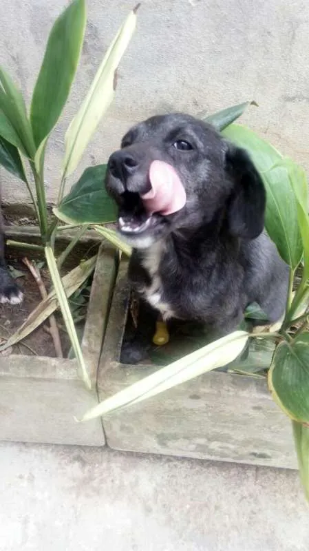 Cachorro raça vira lata idade 2 a 6 meses nome Zeus