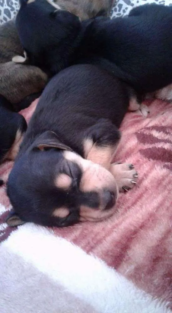 Cachorro ra a Vira lata idade 2 a 6 meses nome Sem nome 