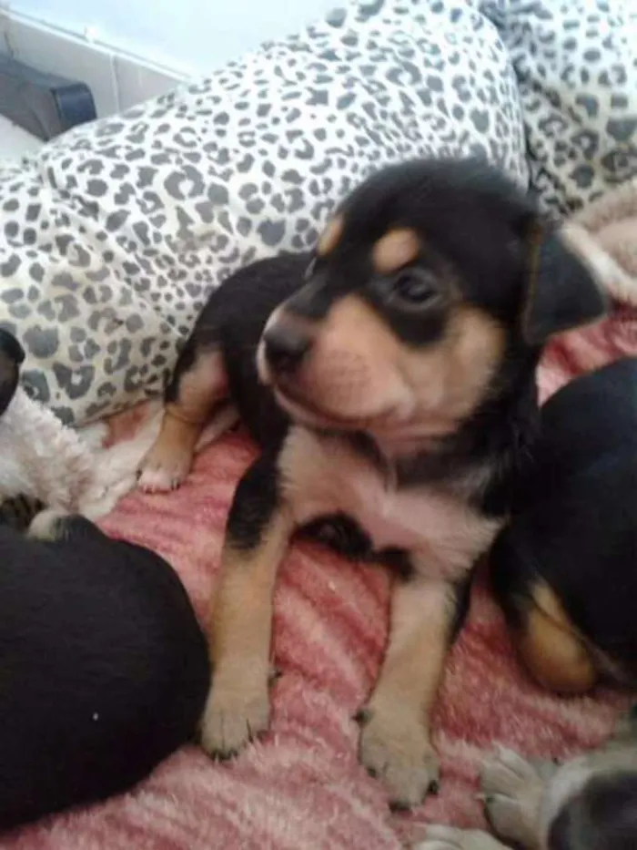 Cachorro ra a Vira lata idade 2 a 6 meses nome Sem nome 