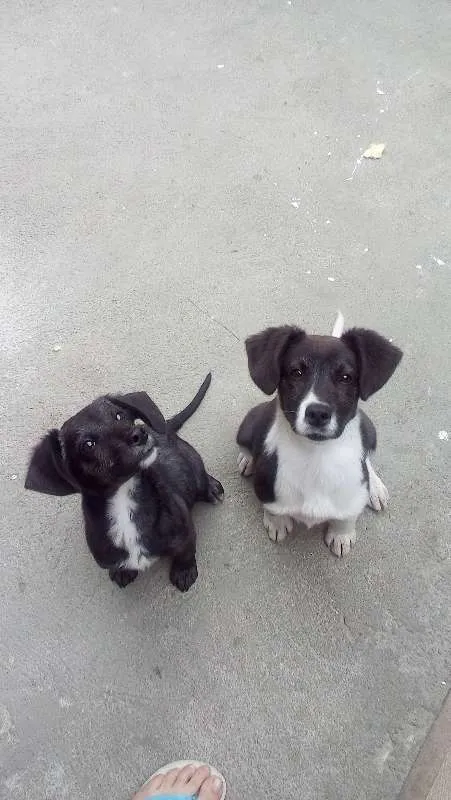 Cachorro raça vira lata idade 2 a 6 meses nome Castiel