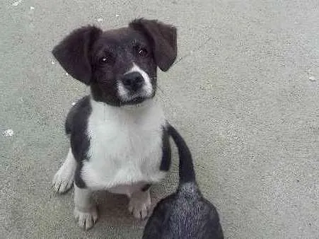Cachorro raça vira lata idade 2 a 6 meses nome Castiel