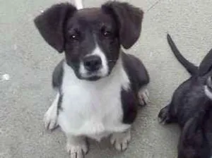 Cachorro raça vira lata idade 2 a 6 meses nome Castiel