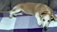 Pingo