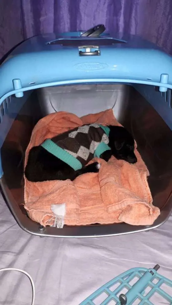 Cachorro ra a Srd idade 2 a 6 meses nome Sem nome