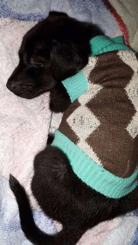 Cachorro ra a Srd idade 2 a 6 meses nome Sem nome