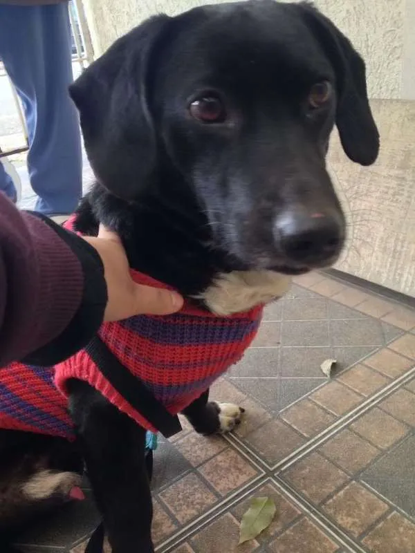 Cachorro ra a SRD idade  nome Frederico
