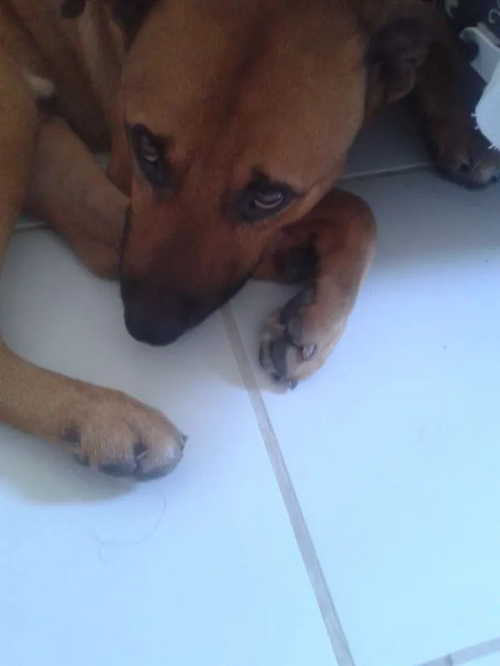 Cachorro raça Labrador e Vira-lata idade 2 anos nome Beethoven