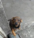 Pipoca 