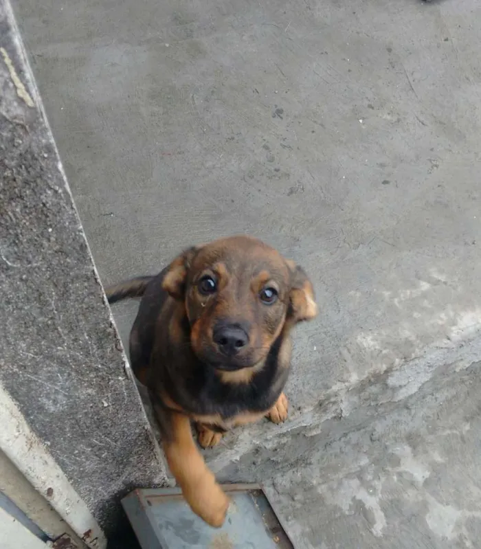 Cachorro ra a Vira lata  idade 2 a 6 meses nome Pipoca 