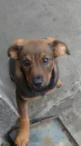 Pipoca 