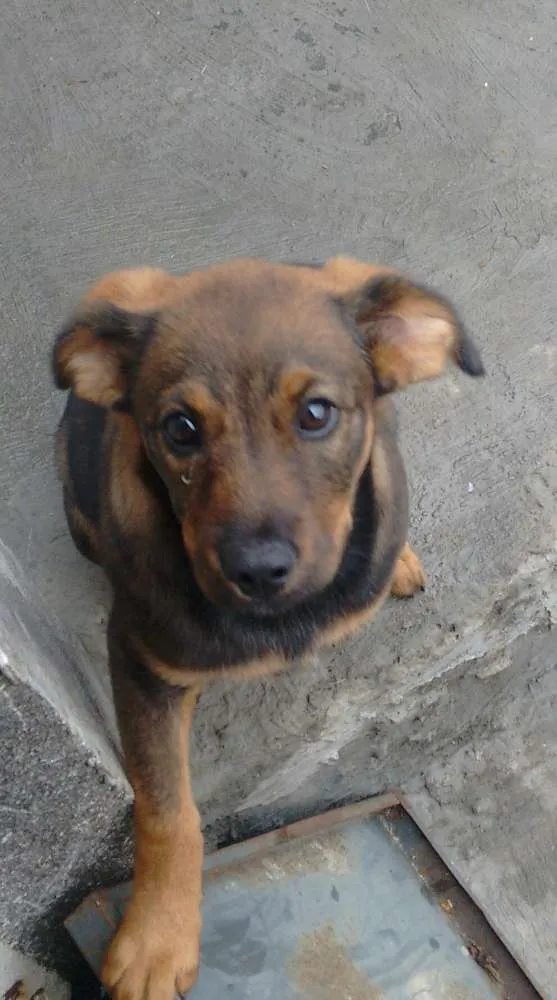 Cachorro ra a Vira lata  idade 2 a 6 meses nome Pipoca 