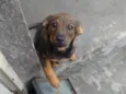 Pipoca 