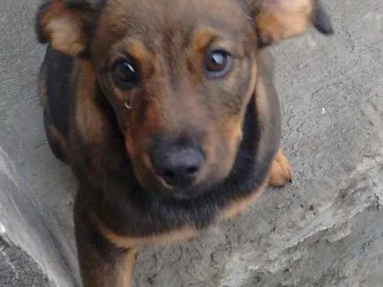 Cachorro ra a Vira lata  idade 2 a 6 meses nome Pipoca 