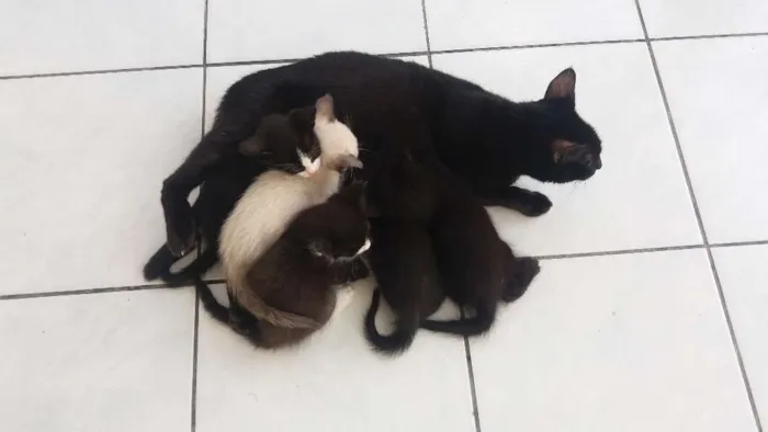 Gato raça Siamês  idade 2 a 6 meses nome Sem nome