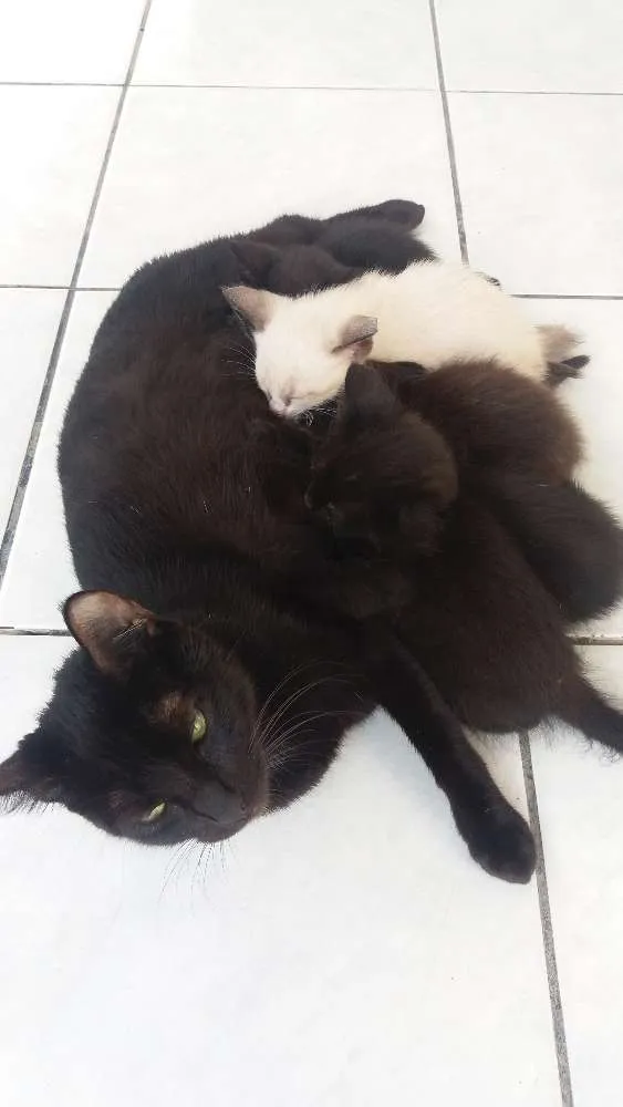 Gato raça Siamês  idade 2 a 6 meses nome Sem nome