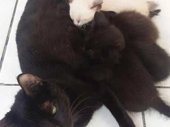 Gato raça Siamês  idade 2 a 6 meses nome Sem nome