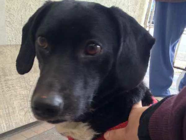 Cachorro ra a SRD idade  nome Frederico