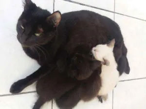 Gato raça Siamês  idade 2 a 6 meses nome Sem nome