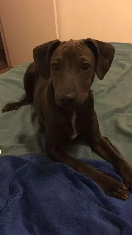 Cachorro ra a SRD idade 7 a 11 meses nome Tobias GRATIFICA