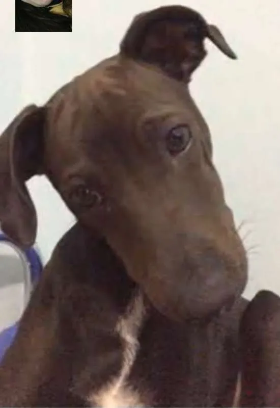 Cachorro ra a SRD idade 7 a 11 meses nome Tobias GRATIFICA