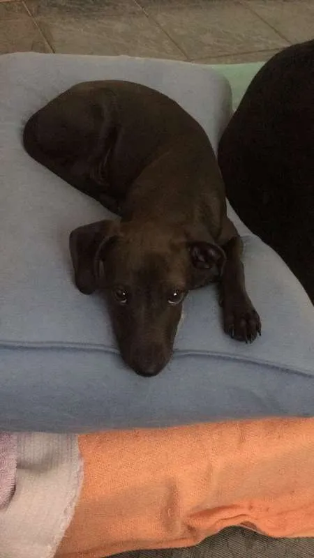 Cachorro ra a SRD idade 7 a 11 meses nome Tobias GRATIFICA