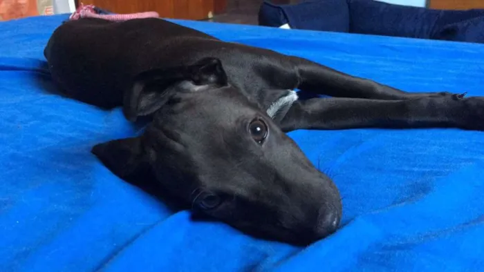Cachorro ra a SRD idade 7 a 11 meses nome Tobias GRATIFICA