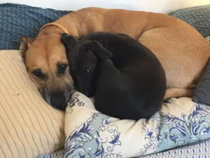 Cachorro raça SRD idade 7 a 11 meses nome Tobias GRATIFICA