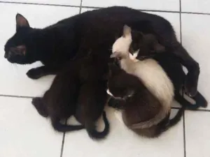 Gato raça Siamês  idade 2 a 6 meses nome Sem nome
