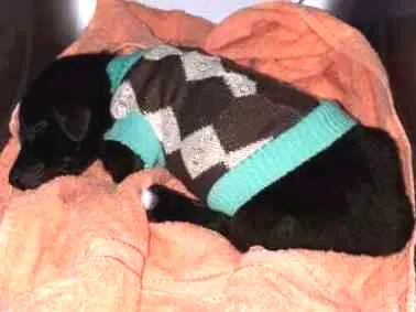 Cachorro ra a Srd idade 2 a 6 meses nome Sem nome