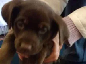 Cachorro raça Sem raça  idade 2 a 6 meses nome Dalvinha