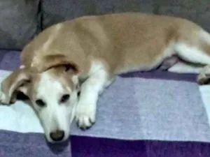 Cachorro raça SRD idade 7 a 11 meses nome Pingo