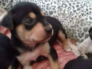 Cachorro raça Vira lata idade 2 a 6 meses nome Sem nome 
