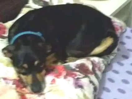 Cachorro ra a Vira lata  idade 2 anos nome Preta 