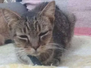 Gato raça  idade 6 ou mais anos nome Tigrinho