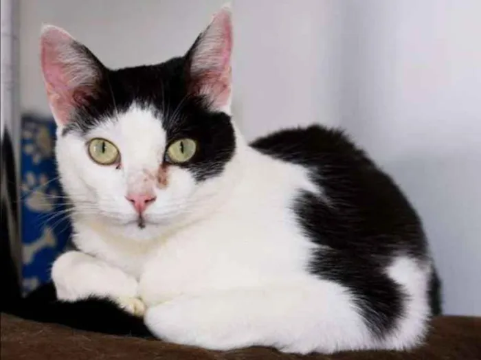 Gato ra a  idade 2 anos nome Tininha