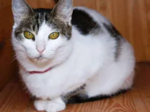 Gato raça  idade 2 anos nome Corujinha