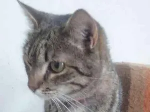 Gato raça SRD idade 2 anos nome Diedra