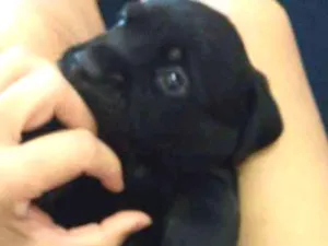 Cachorro raça SRD idade 2 a 6 meses nome Tim