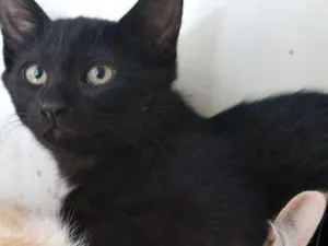 Gato raça  idade 7 a 11 meses nome Kiara