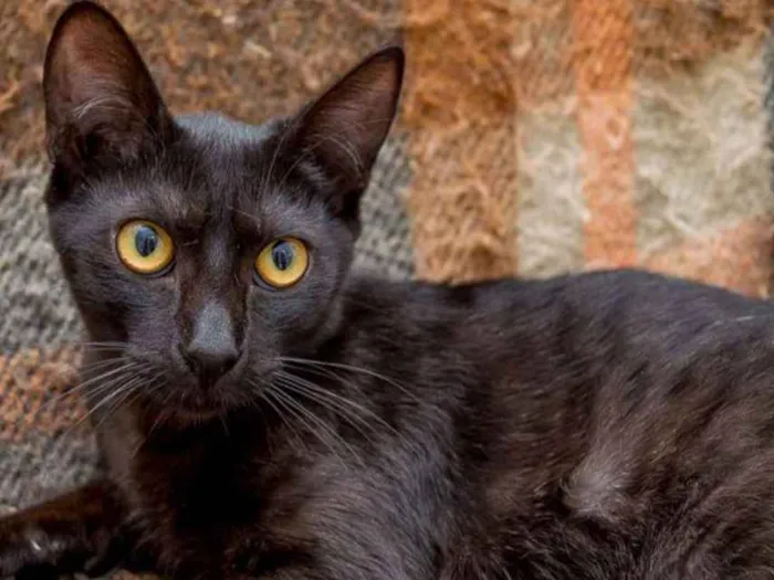 Gato ra a  idade 2 anos nome Gaia