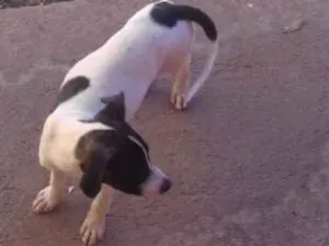 Cachorro raça Vira lata idade 2 a 6 meses nome Mandy