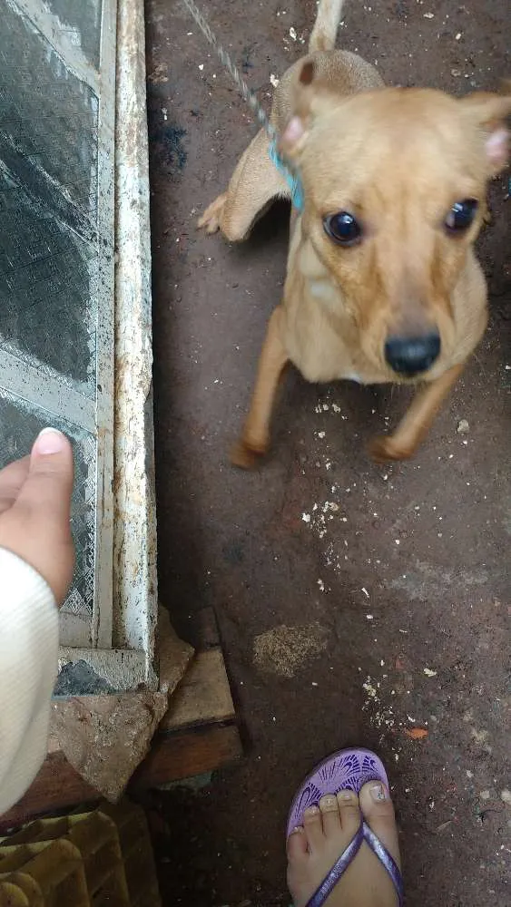 Cachorro ra a Pinscher idade 2 a 6 meses nome Bili