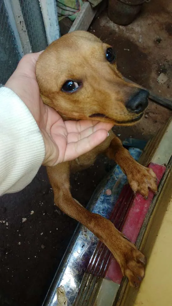 Cachorro ra a Pinscher idade 2 a 6 meses nome Bili