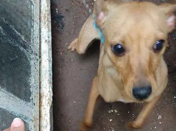 Cachorro ra a Pinscher idade 2 a 6 meses nome Bili